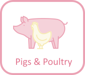 Pigs & Poultry